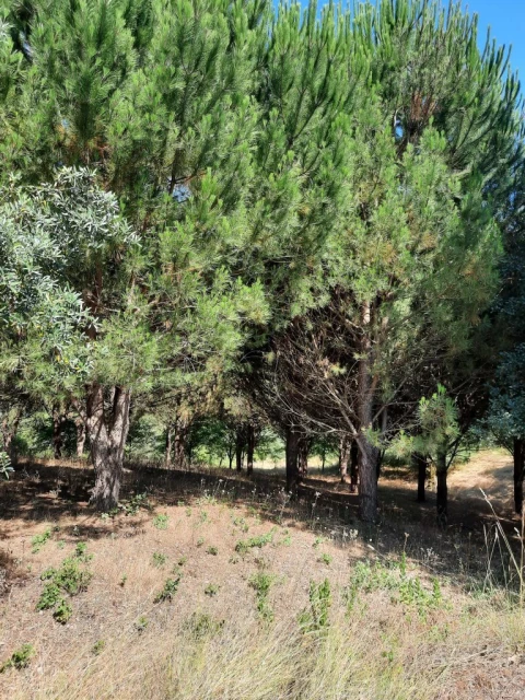 Terreno para Venda em Juncal