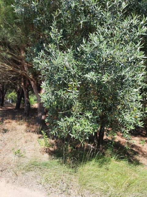 Terreno para Venda em Juncal