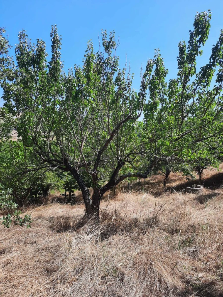 Terreno para Venda em Juncal Foto 3