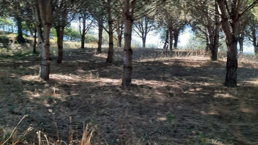 Terreno para Venda em Juncal
