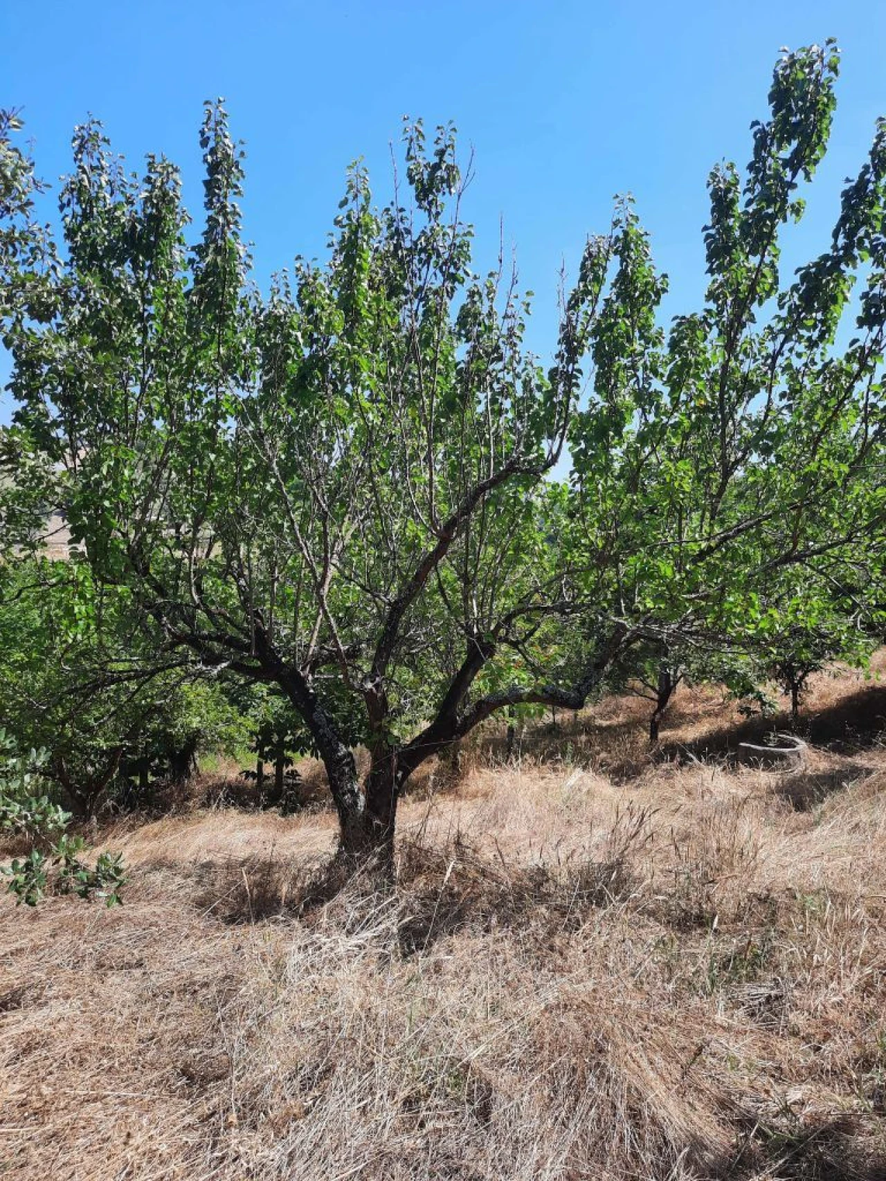 Terreno para Venda em Juncal Foto 3