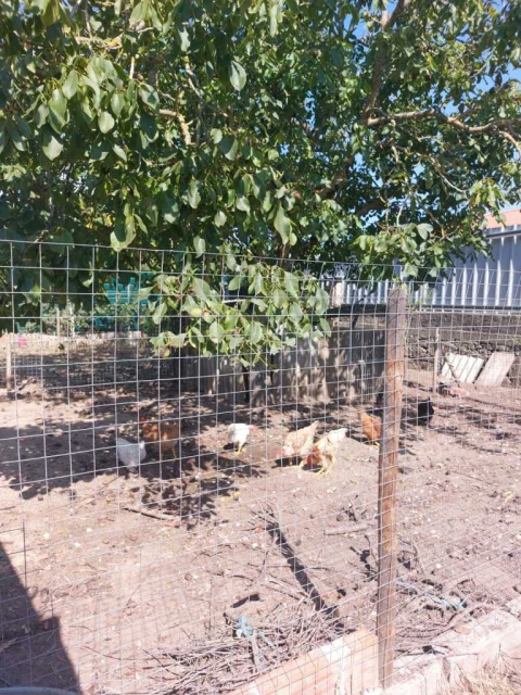 Quinta T0 para Venda em Maceira