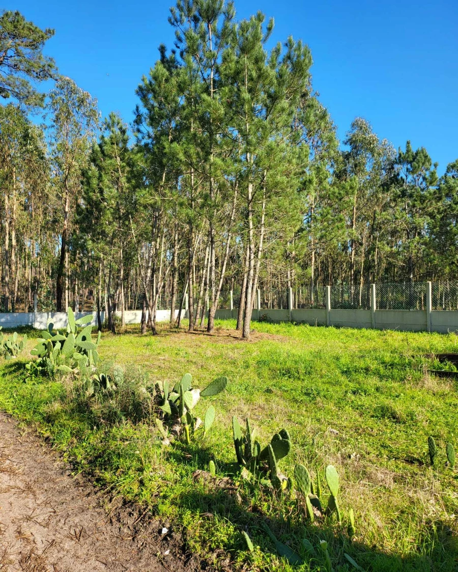Terreno para Venda em Vieira de Leiria Foto 4