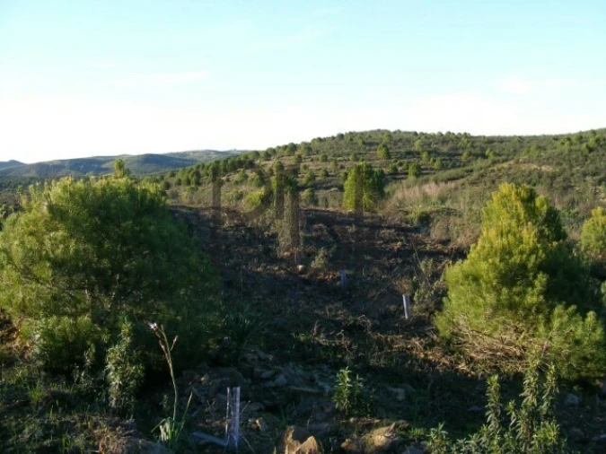 Quinta T0 para Venda em São Miguel do Pinheiro, São Pedro de Solis, São Sebastião dos Carros Foto 14