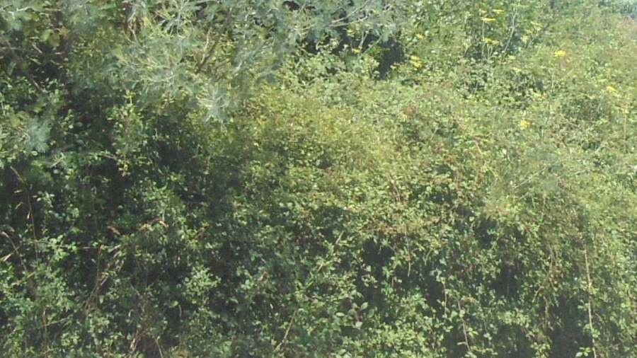 Terreno para Venda em Campos e Vila Meã