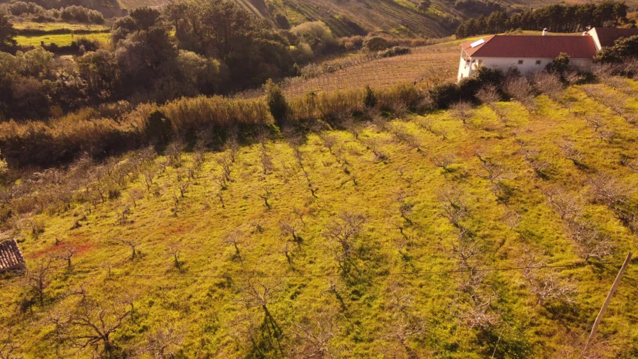 Terreno para Venda em Usseira Foto 3