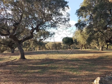 Quinta T3 para Venda em São Bento do Cortiço e Santo Estêvão