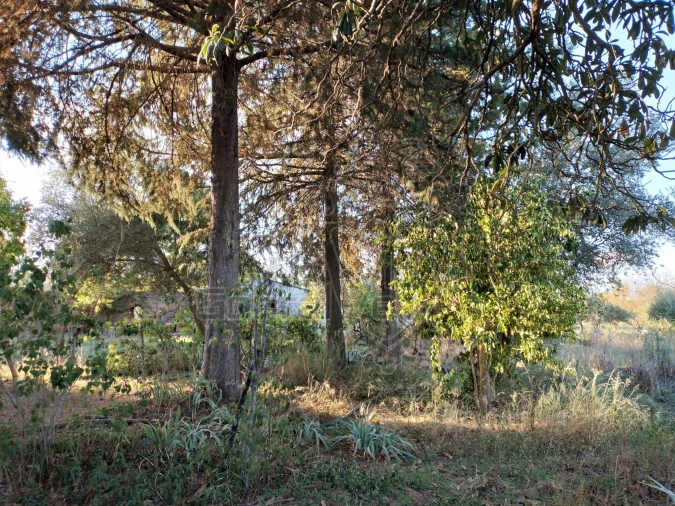 Quinta T3 para Venda em São Bento do Cortiço e Santo Estêvão Foto 4
