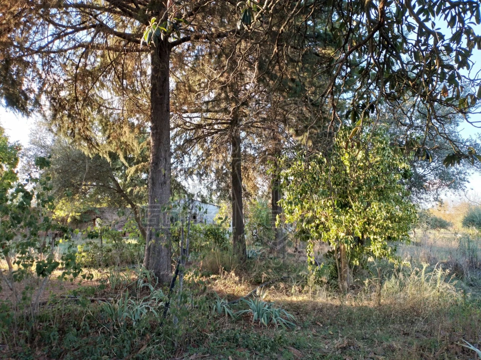 Quinta T3 para Venda em São Bento do Cortiço e Santo Estêvão Foto 4