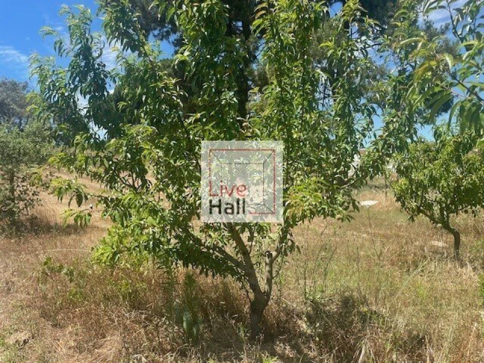 Terreno para Venda em Coruche, Fajarda e Erra Foto 16