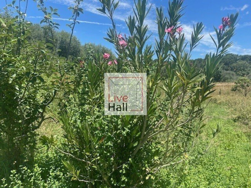 Terreno para Venda em Coruche, Fajarda e Erra Foto 10