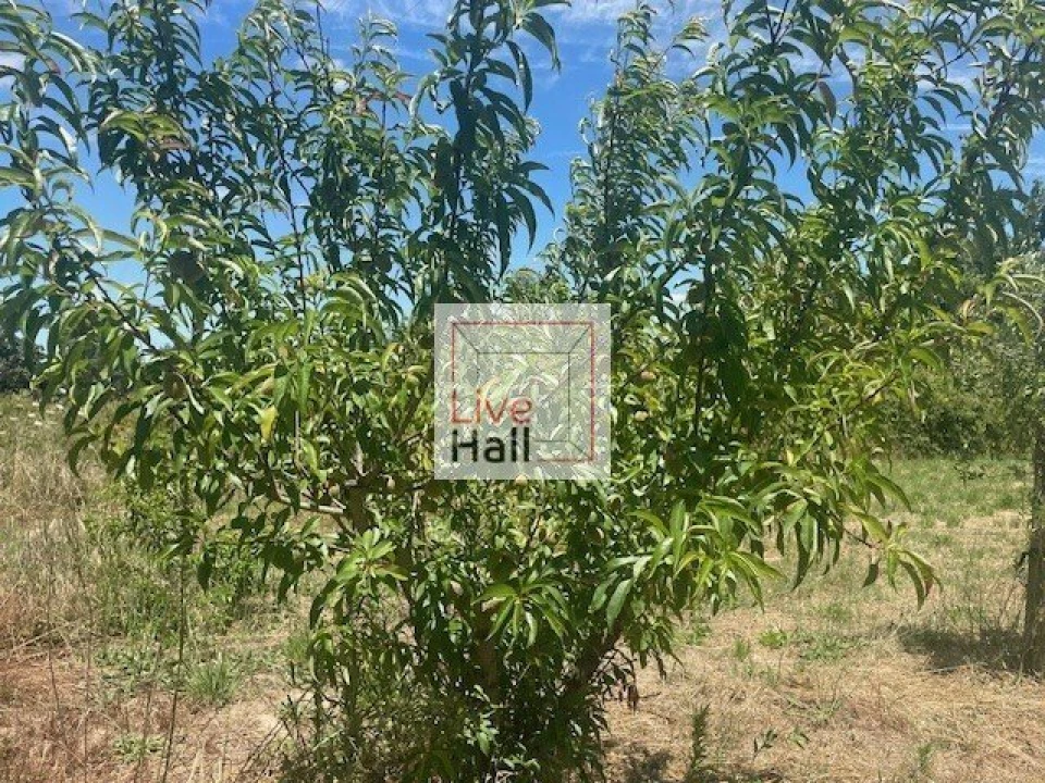 Terreno para Venda em Coruche, Fajarda e Erra Foto 19