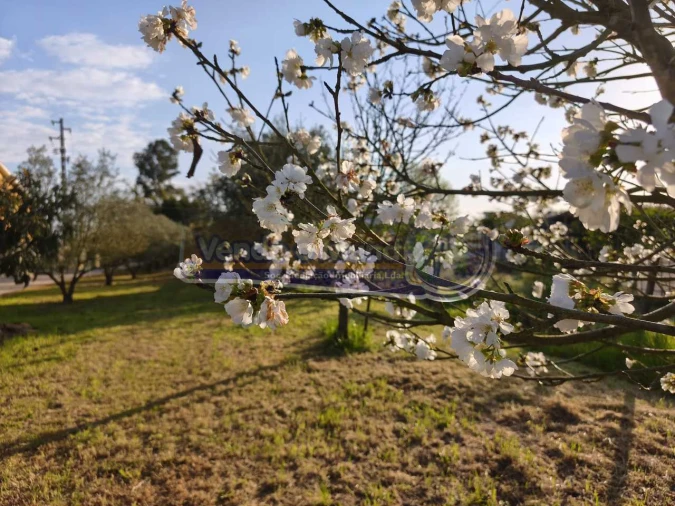 Terreno para Venda em Marinhais Foto 6