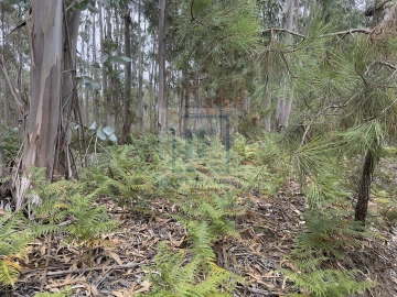 Terreno para Venda em Olho Marinho
