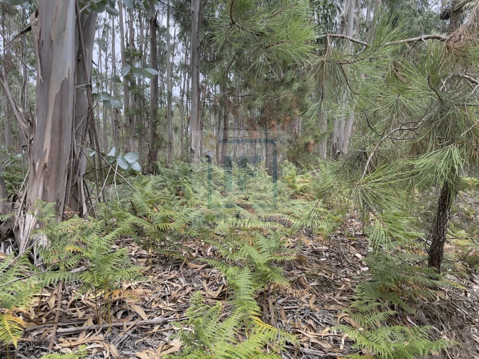 Terreno para Venda em Olho Marinho Foto 3
