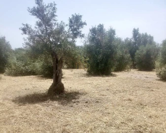 Terreno para Venda em Campo e Campinho