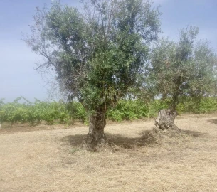 Terreno para Venda em Campo e Campinho