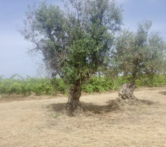 Terreno para Venda em Campo e Campinho Foto 2