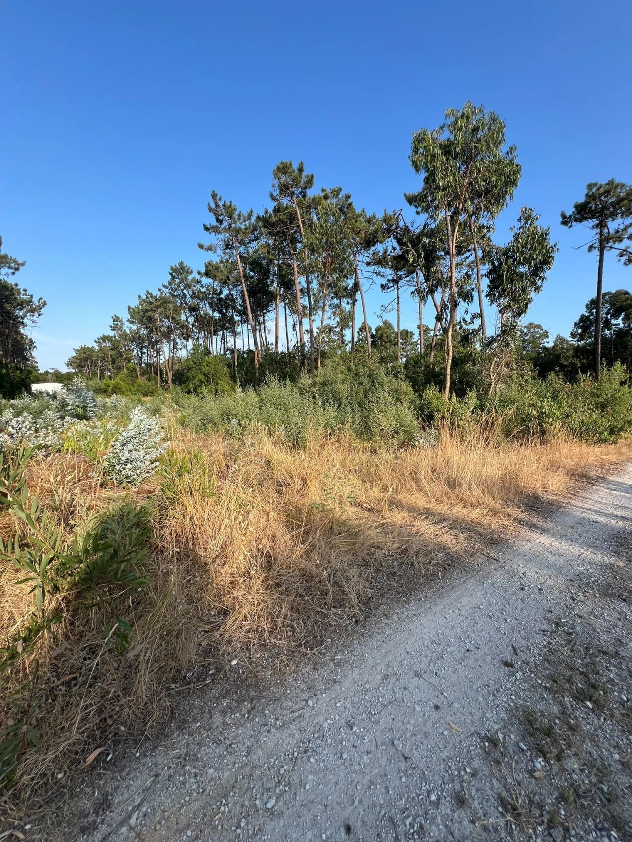 Terreno para Venda em Gafanha da Encarnação Foto 13
