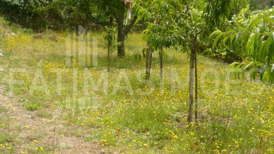 Terreno para Venda em Moledo e Cristelo