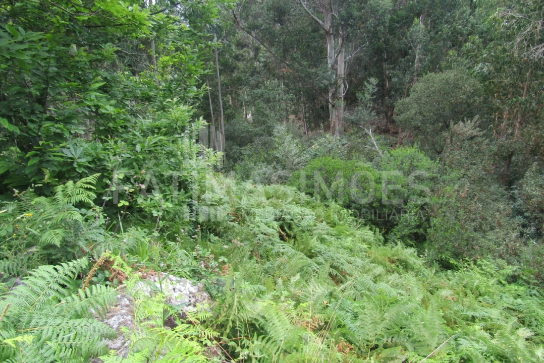 Terreno para Venda em Afife Foto 2