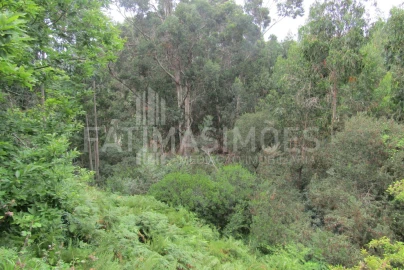 Terreno para Venda em Afife
