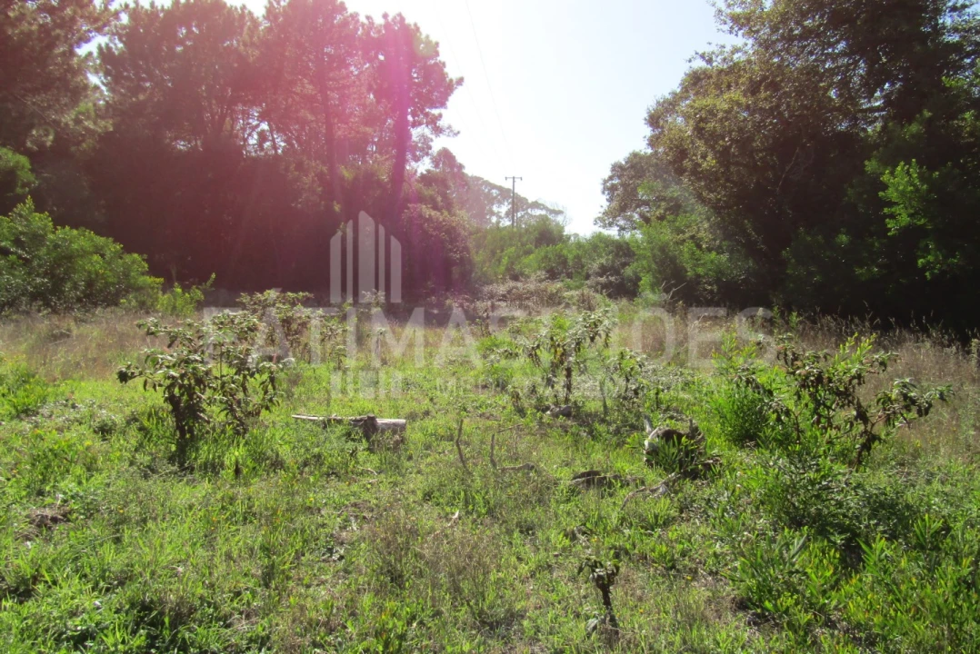 Terreno para Venda em Ancora Foto 4