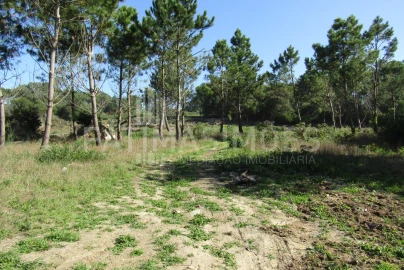 Terreno para Venda em Ancora