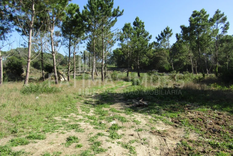 Terreno para Venda em Ancora Foto 6