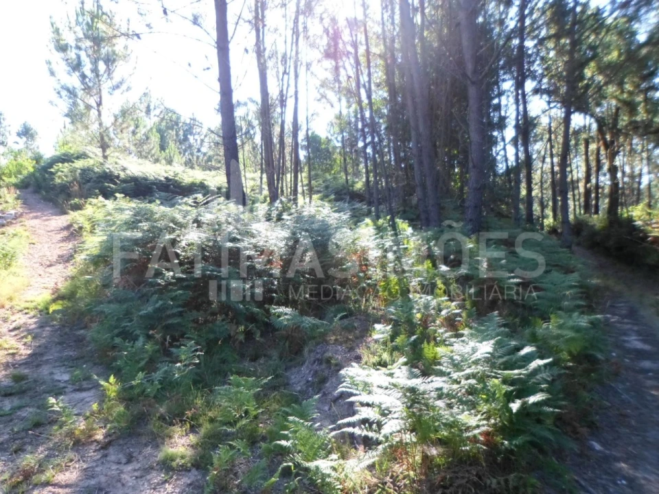 Terreno para Venda em Riba de Ancora Foto 1