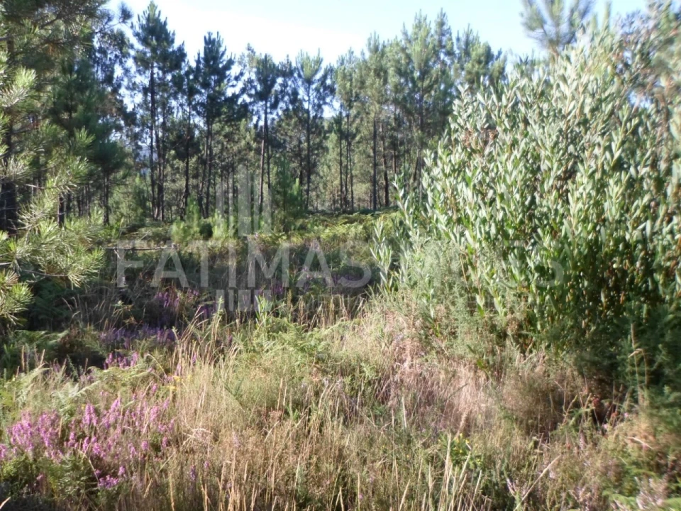 Terreno para Venda em Riba de Ancora Foto 4