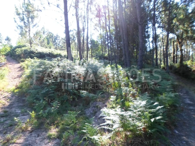 Terreno para Venda em Riba de Ancora