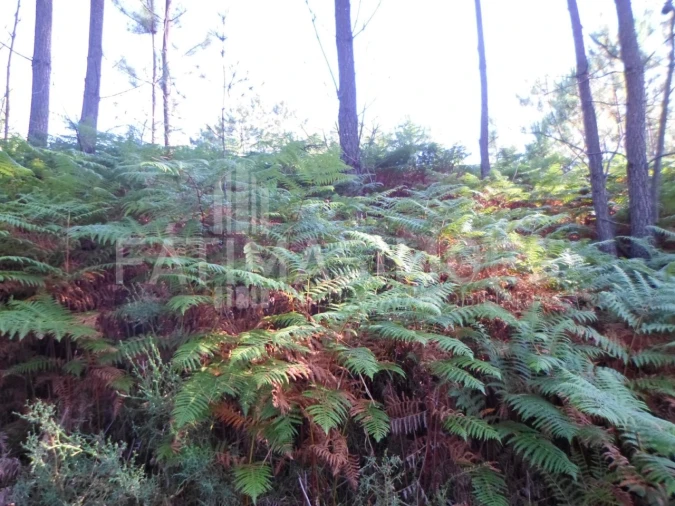 Terreno para Venda em Riba de Ancora Foto 3