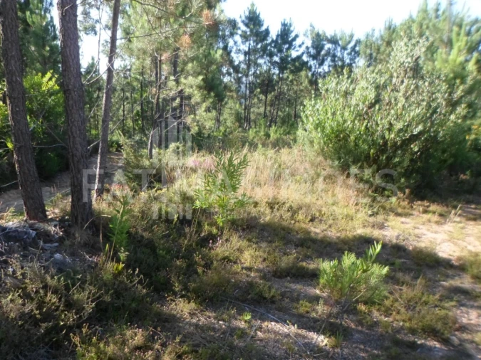 Terreno para Venda em Riba de Ancora Foto 5
