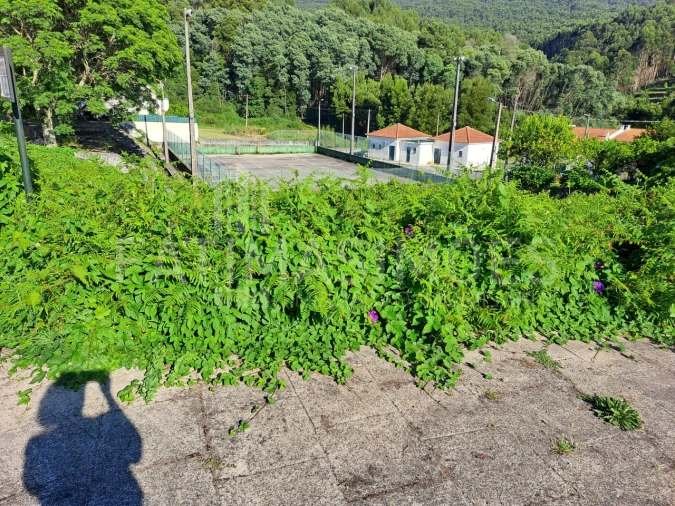 Terreno para Venda em Afife Foto 3