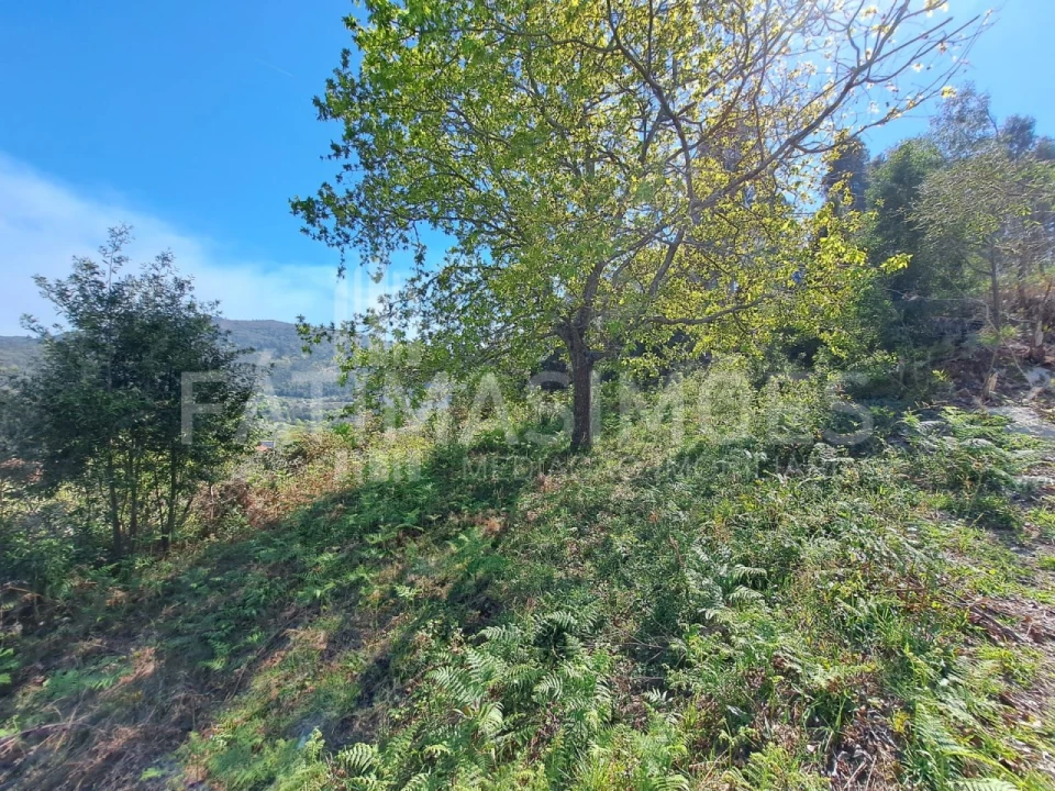 Terreno para Venda em Ancora Foto 3