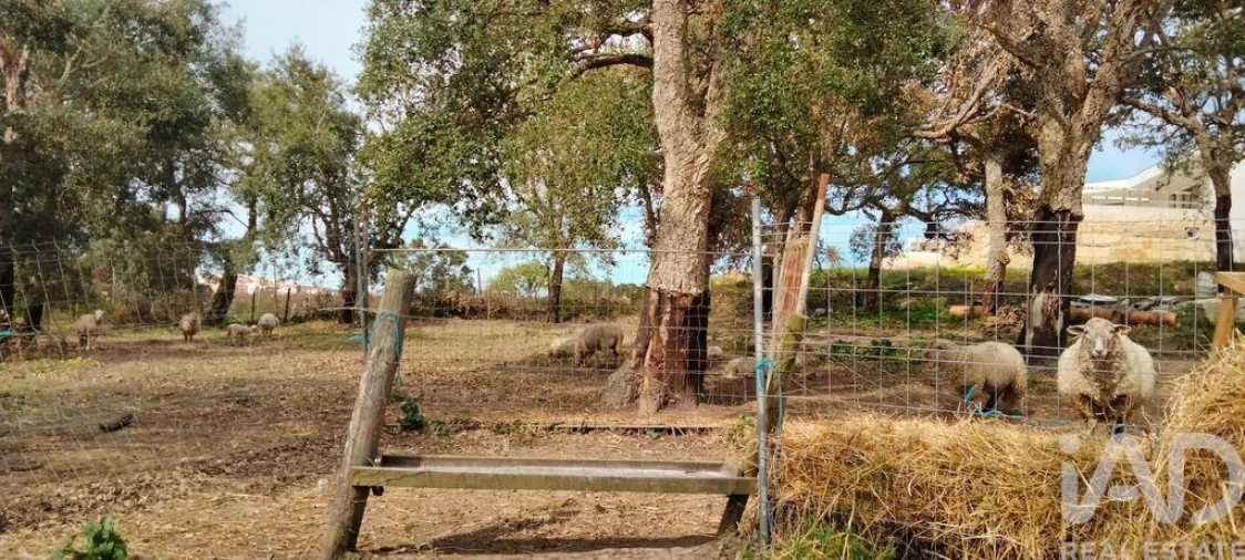 Moradia T2 para Venda em Nossa Senhora do Pópulo, Coto e São Gregório Foto 20