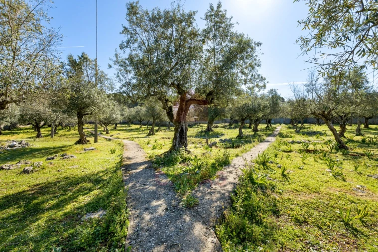Terreno para Venda em Minde Foto 2