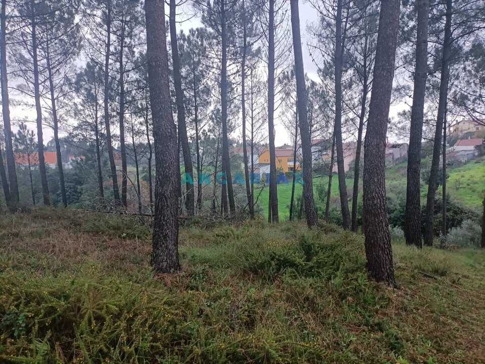 Terreno para Venda em Santa Catarina da Serra e Chainça Foto 3