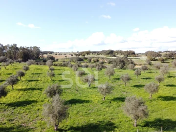 Terreno para Venda em Garvão e Santa Luzia
