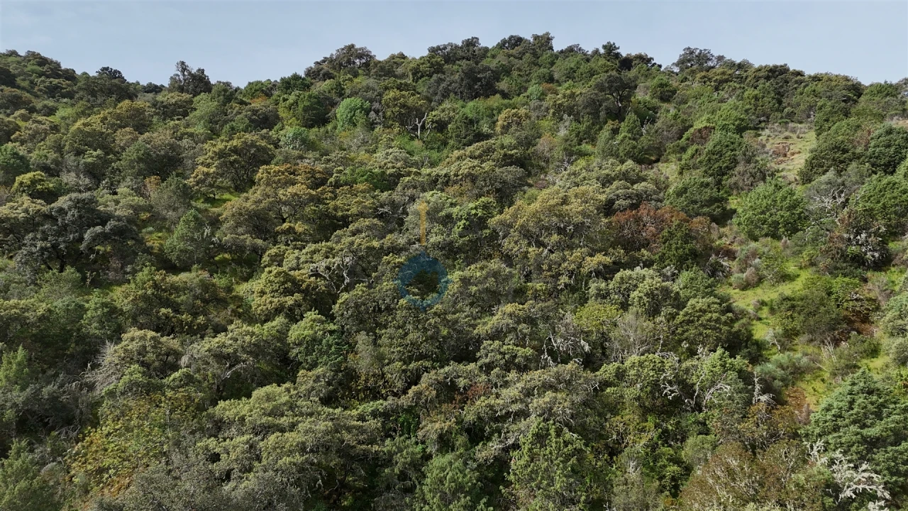 Terreno Agricola ou Rústico para Venda em Vilar Chão Foto 5
