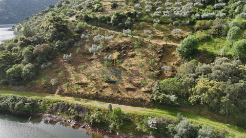 Terreno Agricola ou Rústico para Venda em Vilar Chão