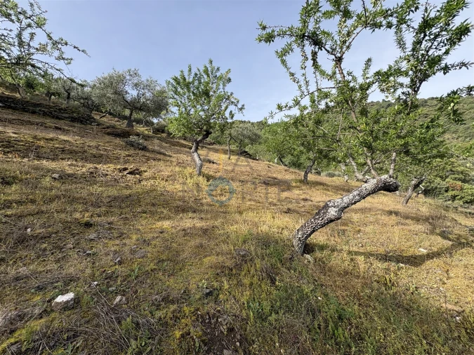 Terreno Agricola ou Rústico para Venda em Vilar Chão Foto 7