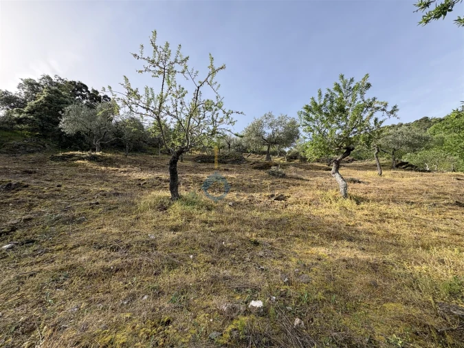 Terreno Agricola ou Rústico para Venda em Vilar Chão Foto 8