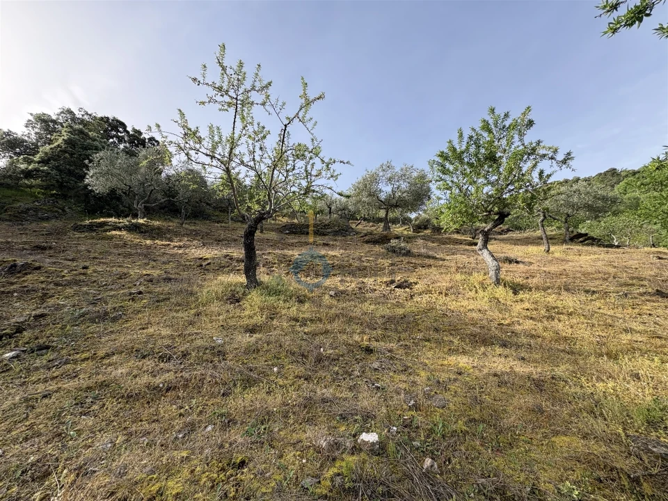 Terreno Agricola ou Rústico para Venda em Vilar Chão Foto 8