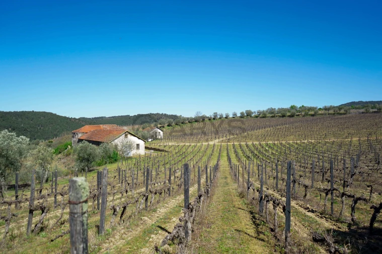 Quinta T0 para Venda em Favaios Foto 3