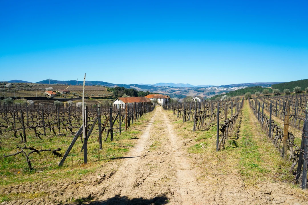 Quinta T0 para Venda em Favaios Foto 1