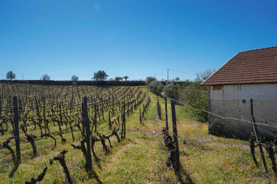 Quinta T0 para Venda em Favaios Foto 13