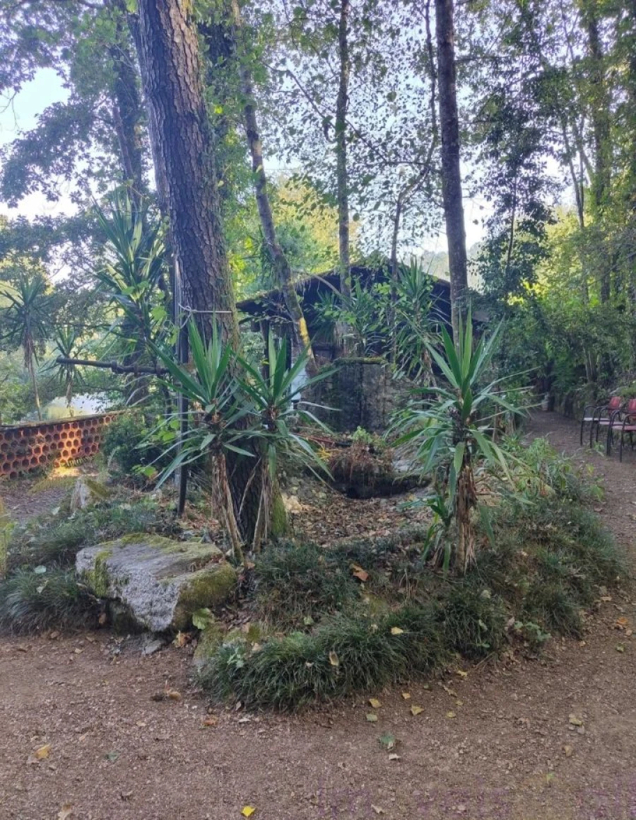 Terreno para Venda em Pinheiro da Bemposta, Travanca e Palmaz Foto 5
