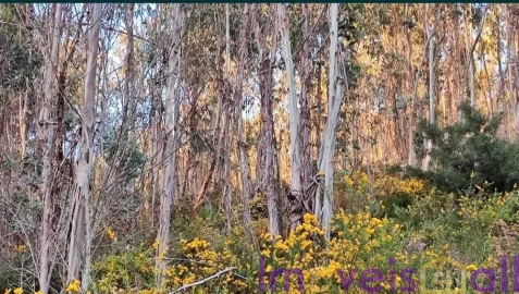 Terreno para Venda em Glória e Vera Cruz
